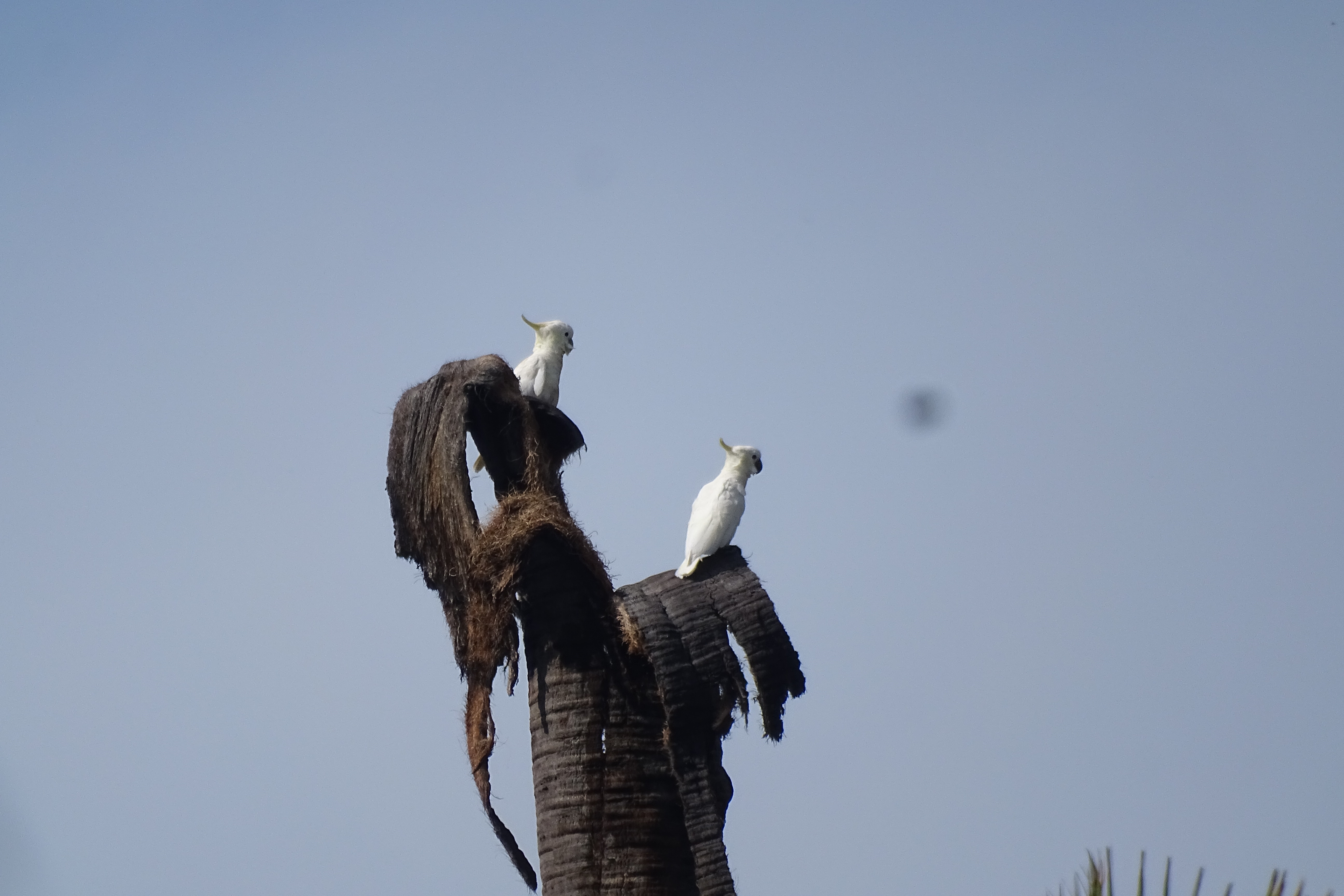 Cacatua sulphurea